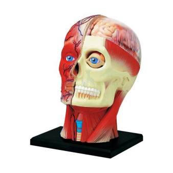 Human Head Anatomy Models